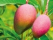 【FROTZ 馥羅茲 】冷凍阿方索芒果果泥 (無糖)